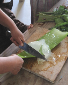 Scraping the aloe plant for the shampoo