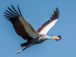 Grey crowned crane